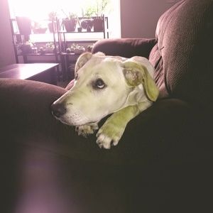 Meet your Posher, Mr